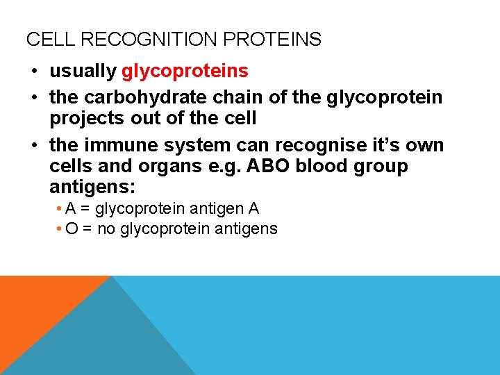 CELL RECOGNITION PROTEINS • usually glycoproteins • the carbohydrate chain of the glycoprotein projects