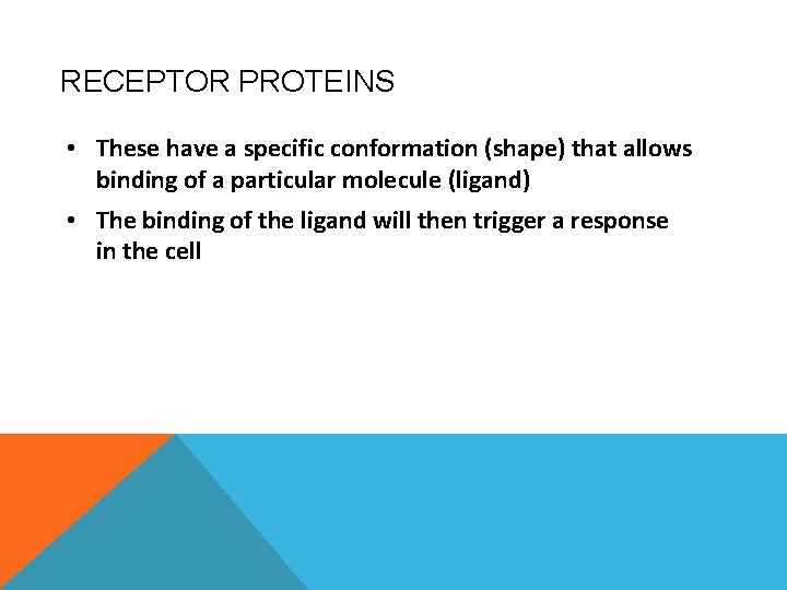 RECEPTOR PROTEINS • These have a specific conformation (shape) that allows binding of a