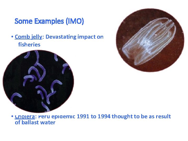 Some Examples (IMO) • Comb jelly: Devastating impact on fisheries • Cholera: Peru epidemic