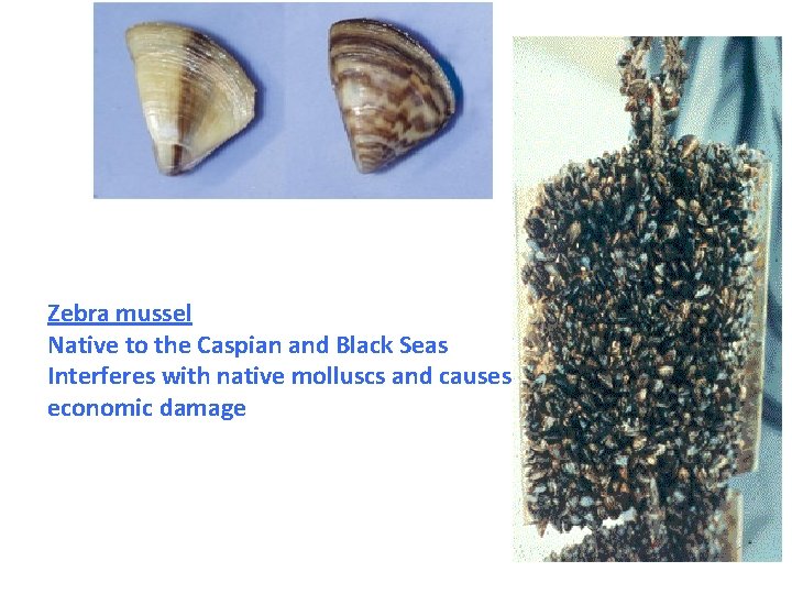 Zebra mussel Native to the Caspian and Black Seas Interferes with native molluscs and