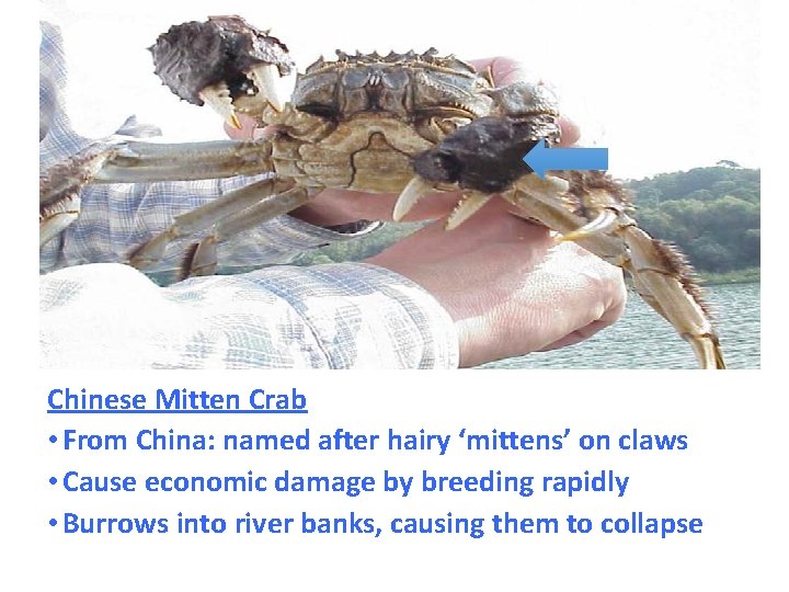 Chinese Mitten Crab • From China: named after hairy ‘mittens’ on claws • Cause