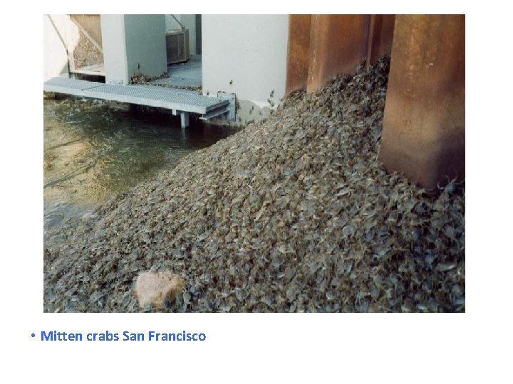  • Mitten crabs San Francisco 