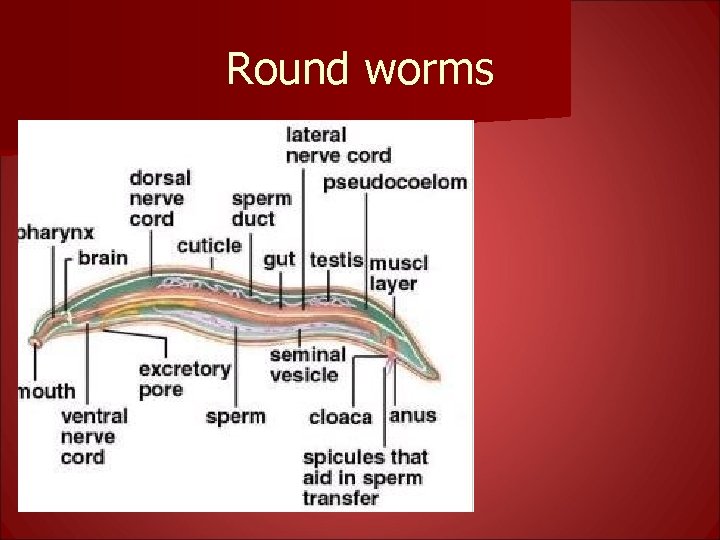 Round worms 