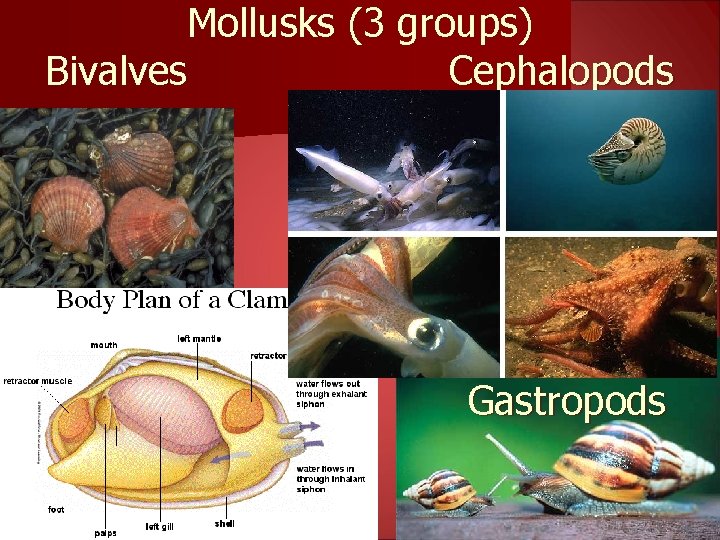 Mollusks (3 groups) Bivalves Cephalopods Gastropods 