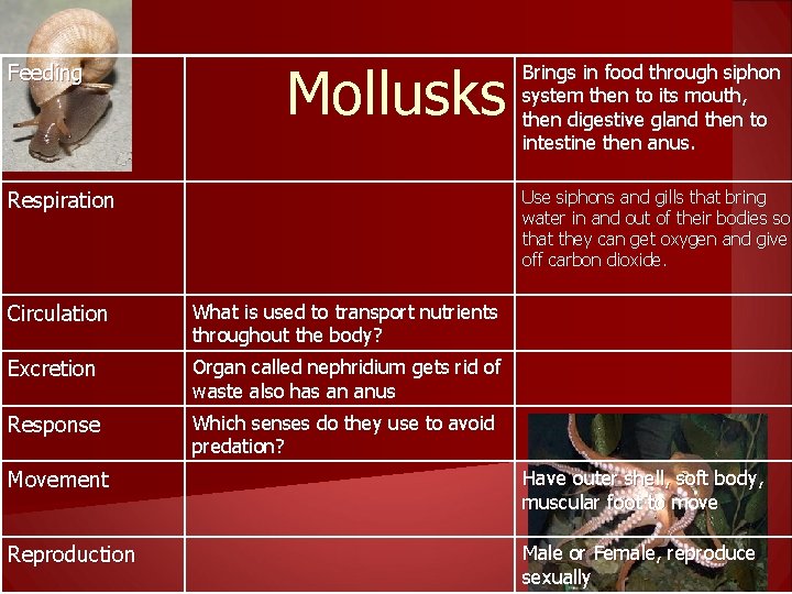 Feeding Mollusks Respiration Brings in food through siphon system then to its mouth, then