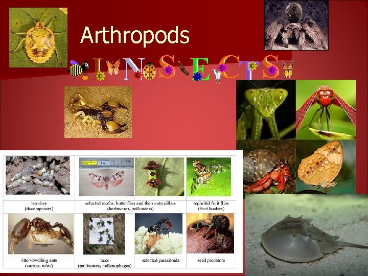 Arthropods 