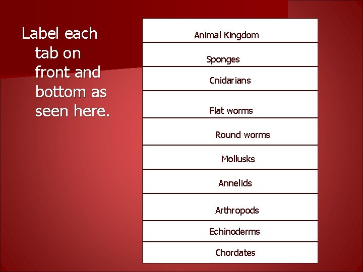 Label each tab on front and bottom as seen here. Animal Kingdom Sponges Cnidarians
