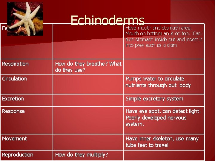 Feeding Respiration Echinoderms Have mouth and stomach area. Mouth on bottom anus on top.