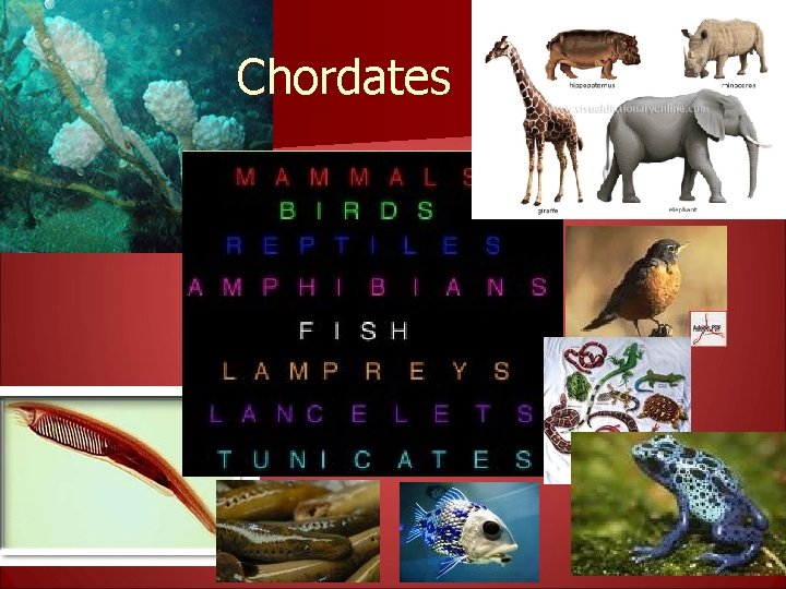 Chordates 