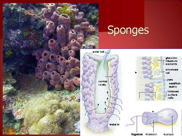 Sponges 