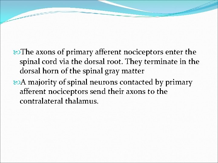  The axons of primary afferent nociceptors enter the spinal cord via the dorsal