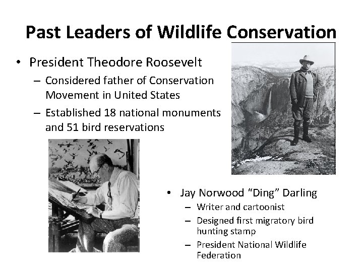Past Leaders of Wildlife Conservation • President Theodore Roosevelt – Considered father of Conservation