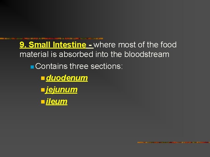 9. Small Intestine - where most of the food material is absorbed into the