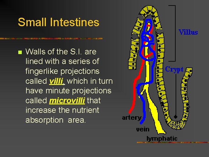Small Intestines n Walls of the S. I. are lined with a series of