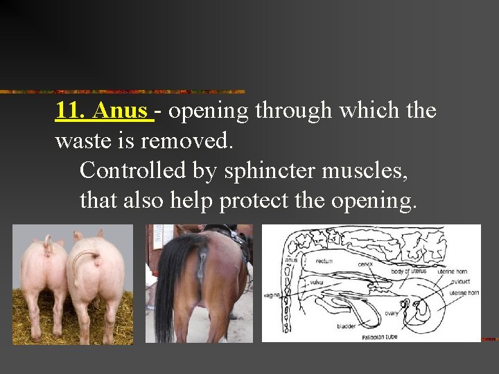 11. Anus - opening through which the waste is removed. Controlled by sphincter muscles,