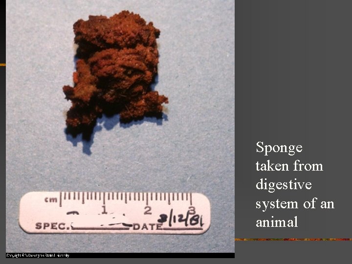 Sponge taken from digestive system of an animal 