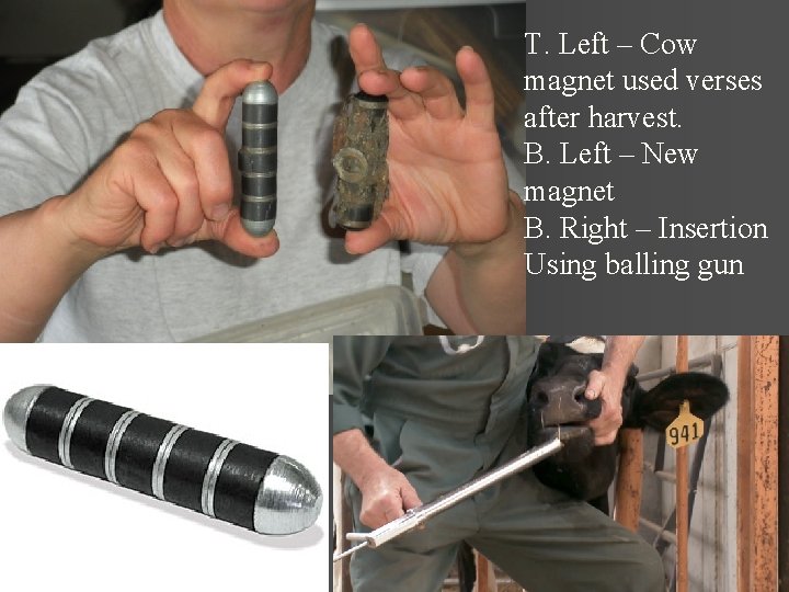T. Left – Cow magnet used verses after harvest. B. Left – New magnet