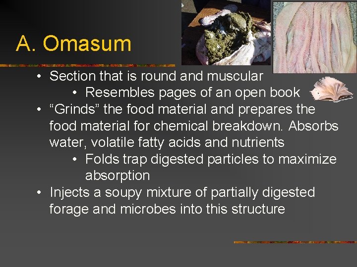 A. Omasum • Section that is round and muscular • Resembles pages of an