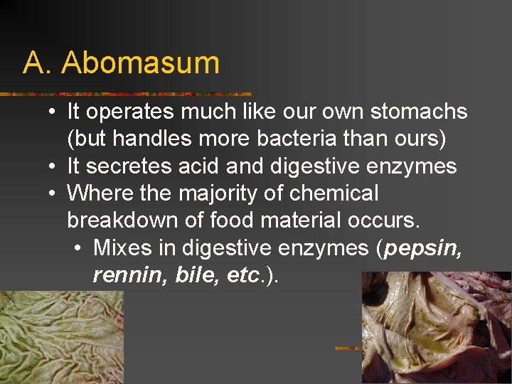 A. Abomasum • It operates much like our own stomachs (but handles more bacteria