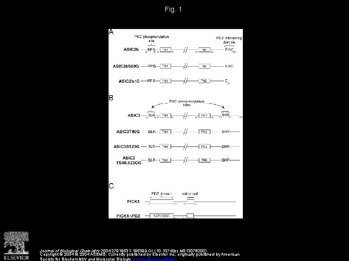 Fig. 1 Journal of Biological Chemistry 2004 27919531 -19539 DOI: (10. 1074/jbc. M 313078200)