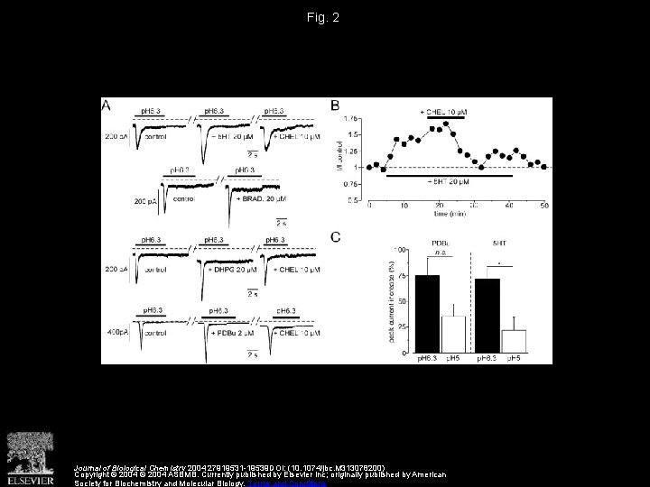 Fig. 2 Journal of Biological Chemistry 2004 27919531 -19539 DOI: (10. 1074/jbc. M 313078200)