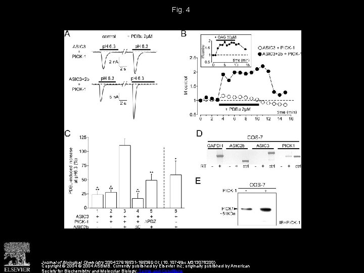Fig. 4 Journal of Biological Chemistry 2004 27919531 -19539 DOI: (10. 1074/jbc. M 313078200)