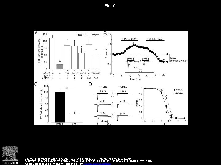 Fig. 5 Journal of Biological Chemistry 2004 27919531 -19539 DOI: (10. 1074/jbc. M 313078200)