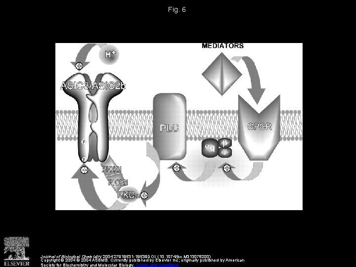Fig. 6 Journal of Biological Chemistry 2004 27919531 -19539 DOI: (10. 1074/jbc. M 313078200)