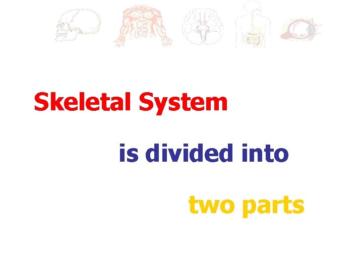 Skeletal System is divided into two parts 