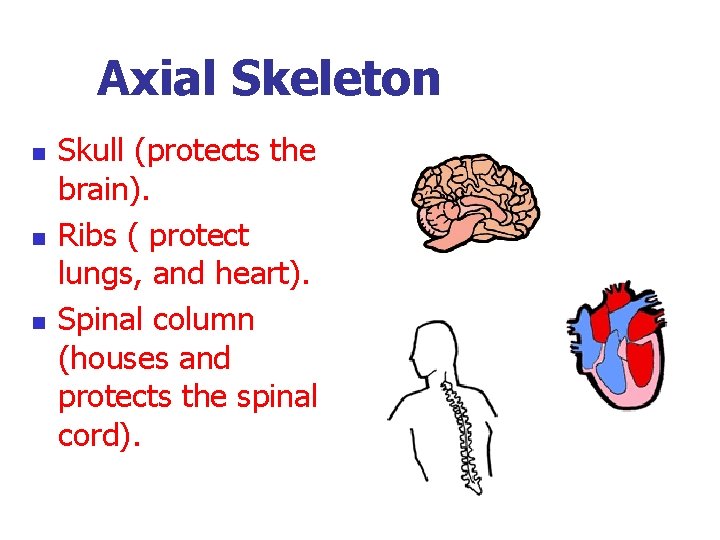 Axial Skeleton n Skull (protects the brain). Ribs ( protect lungs, and heart). Spinal