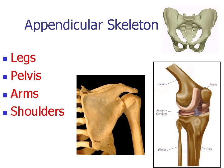 Appendicular Skeleton Legs n Pelvis n Arms n Shoulders n 