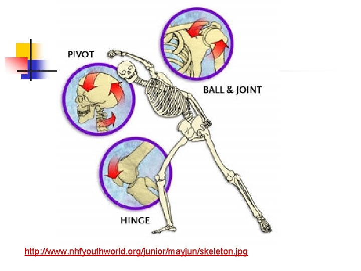 http: //www. nhfyouthworld. org/junior/mayjun/skeleton. jpg 