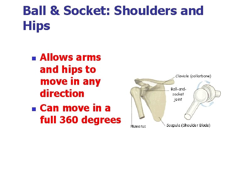 Ball & Socket: Shoulders and Hips n n Allows arms and hips to move