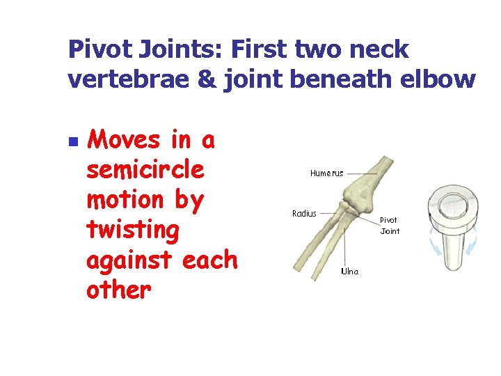 Pivot Joints: First two neck vertebrae & joint beneath elbow n Moves in a