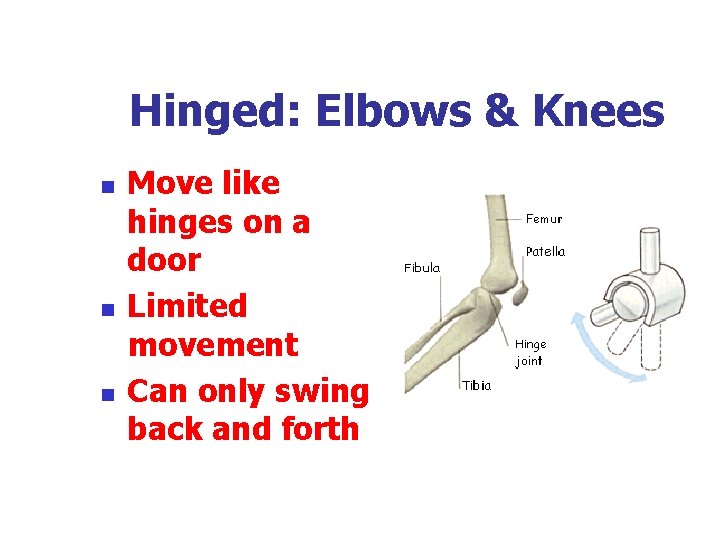 Hinged: Elbows & Knees n n n Move like hinges on a door Limited