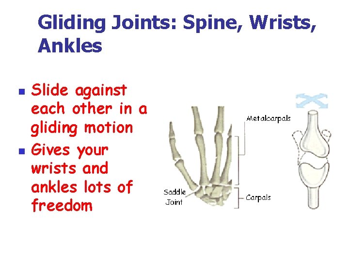 Gliding Joints: Spine, Wrists, Ankles n n Slide against each other in a gliding