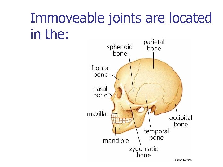 Immoveable joints are located in the: 