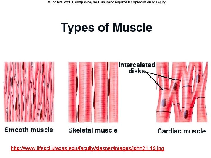 http: //www. lifesci. utexas. edu/faculty/sjasper/images/john 21. 19. jpg 