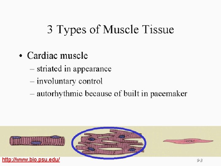 http: //www. bio. psu. edu/ 