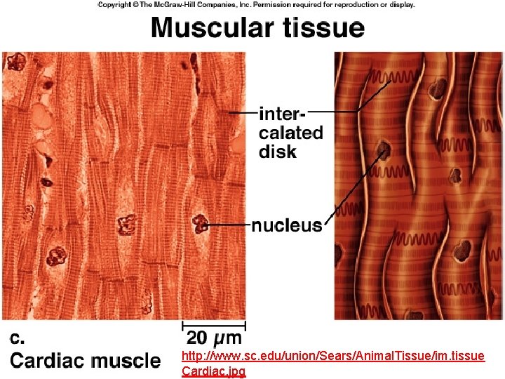 http: //www. sc. edu/union/Sears/Animal. Tissue/im. tissue Cardiac. jpg 