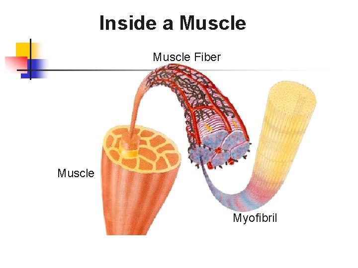 Inside a Muscle Fiber Muscle Myofibril 