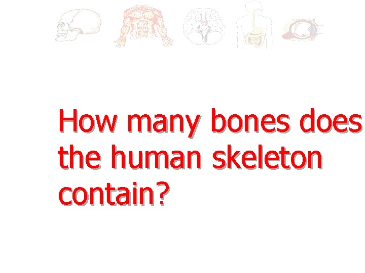 How many bones does the human skeleton contain? 