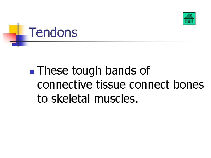 Tendons n These tough bands of connective tissue connect bones to skeletal muscles. 