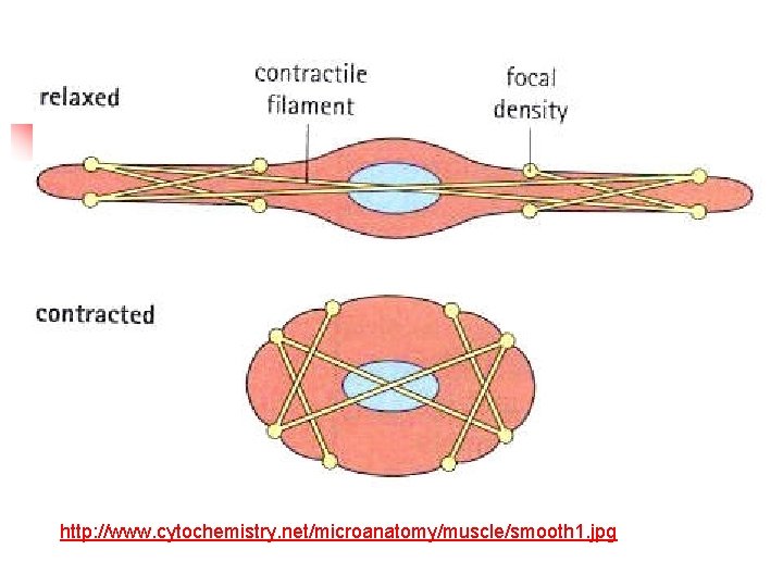 http: //www. cytochemistry. net/microanatomy/muscle/smooth 1. jpg 