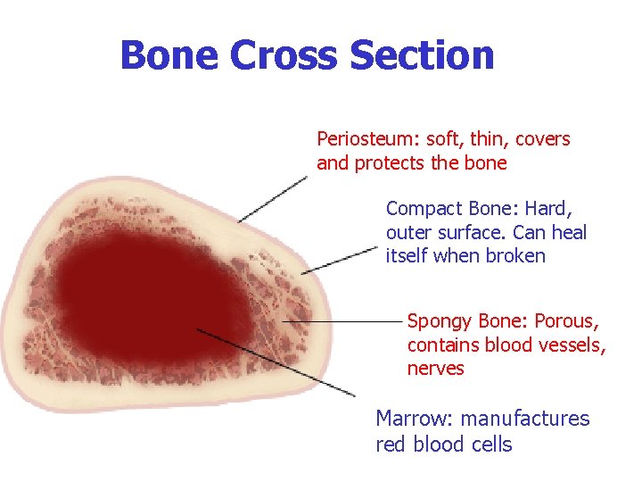 Bone Cross Section Periosteum: soft, thin, covers and protects the bone Compact Bone: Hard,