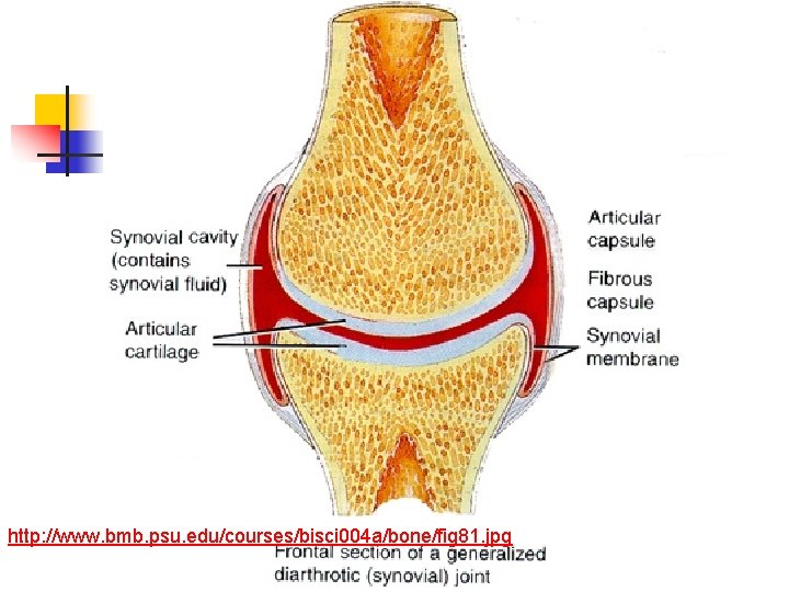 http: //www. bmb. psu. edu/courses/bisci 004 a/bone/fig 81. jpg 