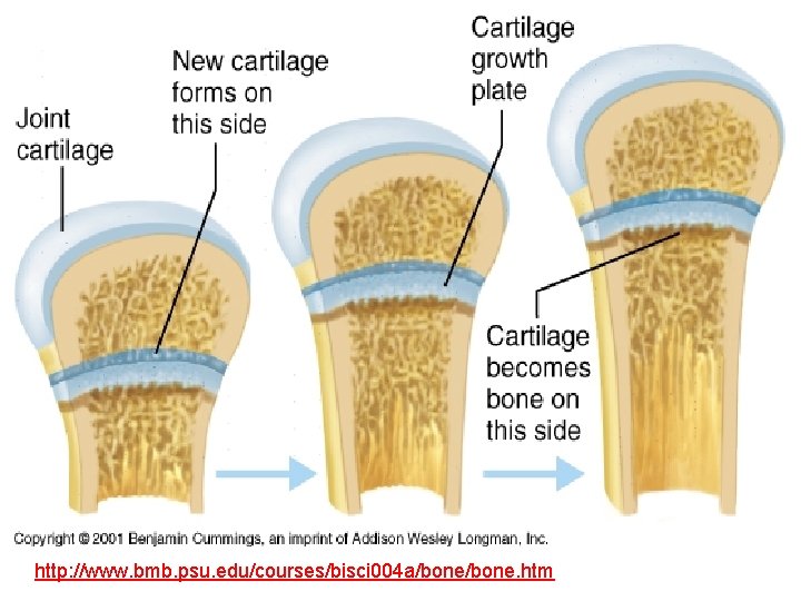 http: //www. bmb. psu. edu/courses/bisci 004 a/bone. htm 