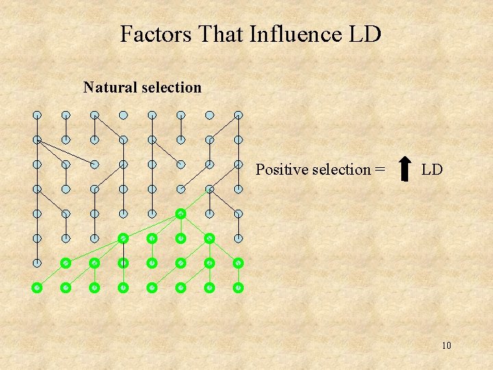 Factors That Influence LD Natural selection Positive selection = LD 10 