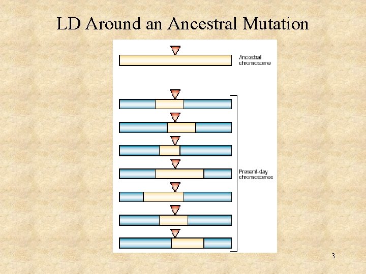 LD Around an Ancestral Mutation 3 