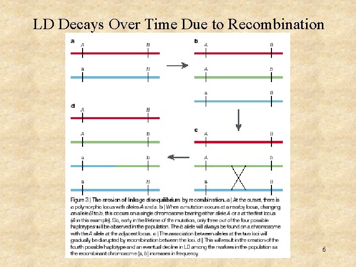 LD Decays Over Time Due to Recombination 6 